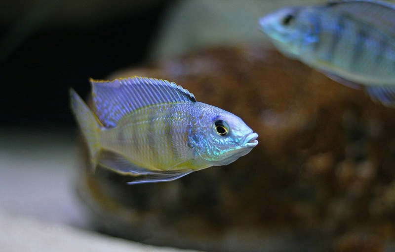 Mylochromis ericotaenia 'Manda'